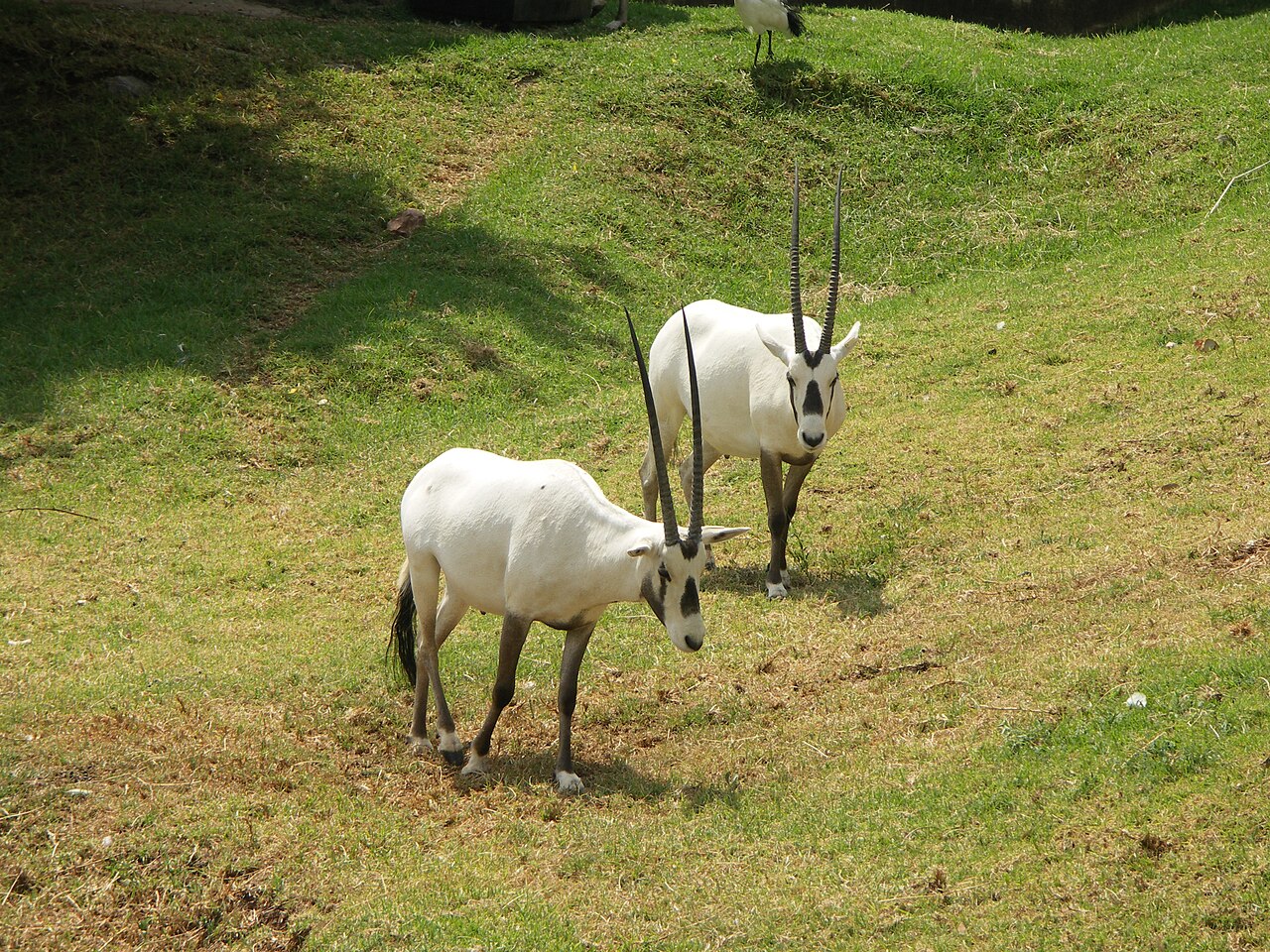 An Arabian oryx at Johannesburg Zoo