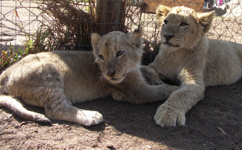 Lion cubs at the Lion and Safari Park near Johannesburg